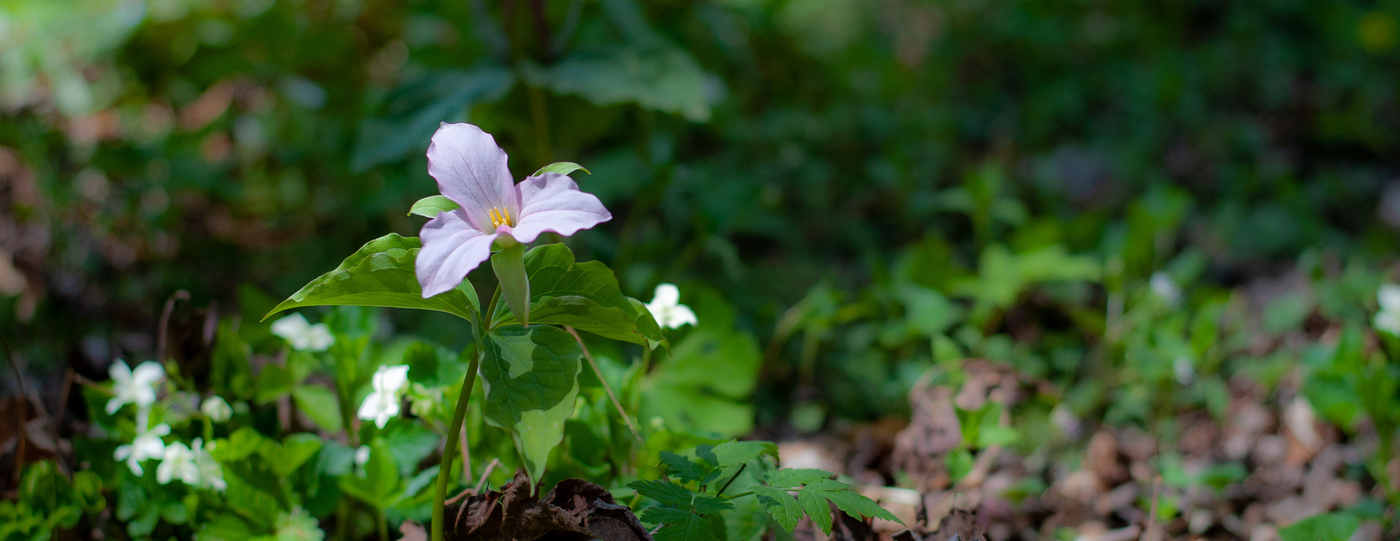 Wildflower Identification Workshop at Emily Allen Wildflower Preserve